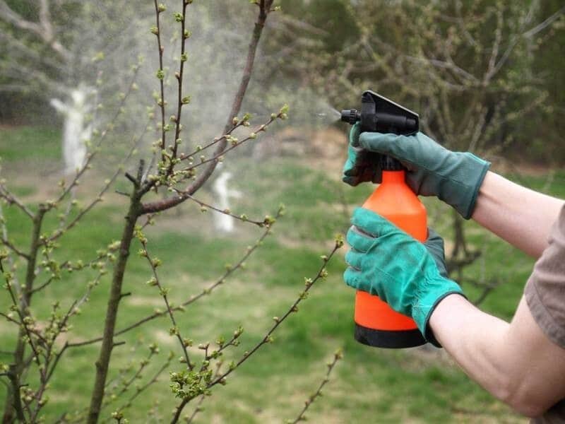 Редкий садовод сейчас обходится без ядохимикатов, то есть пестицидов. Производители и торговля предлагают довольно большой ассортимент инсектицидов, зооцидов, акарицидов, репеллентов – всего девять видов химической отравы для определённых насекомых-вредителей в саду и огороде. Но уничтожая с их помощью паразитов, не наносим ли мы вред себе и полезным растениям?