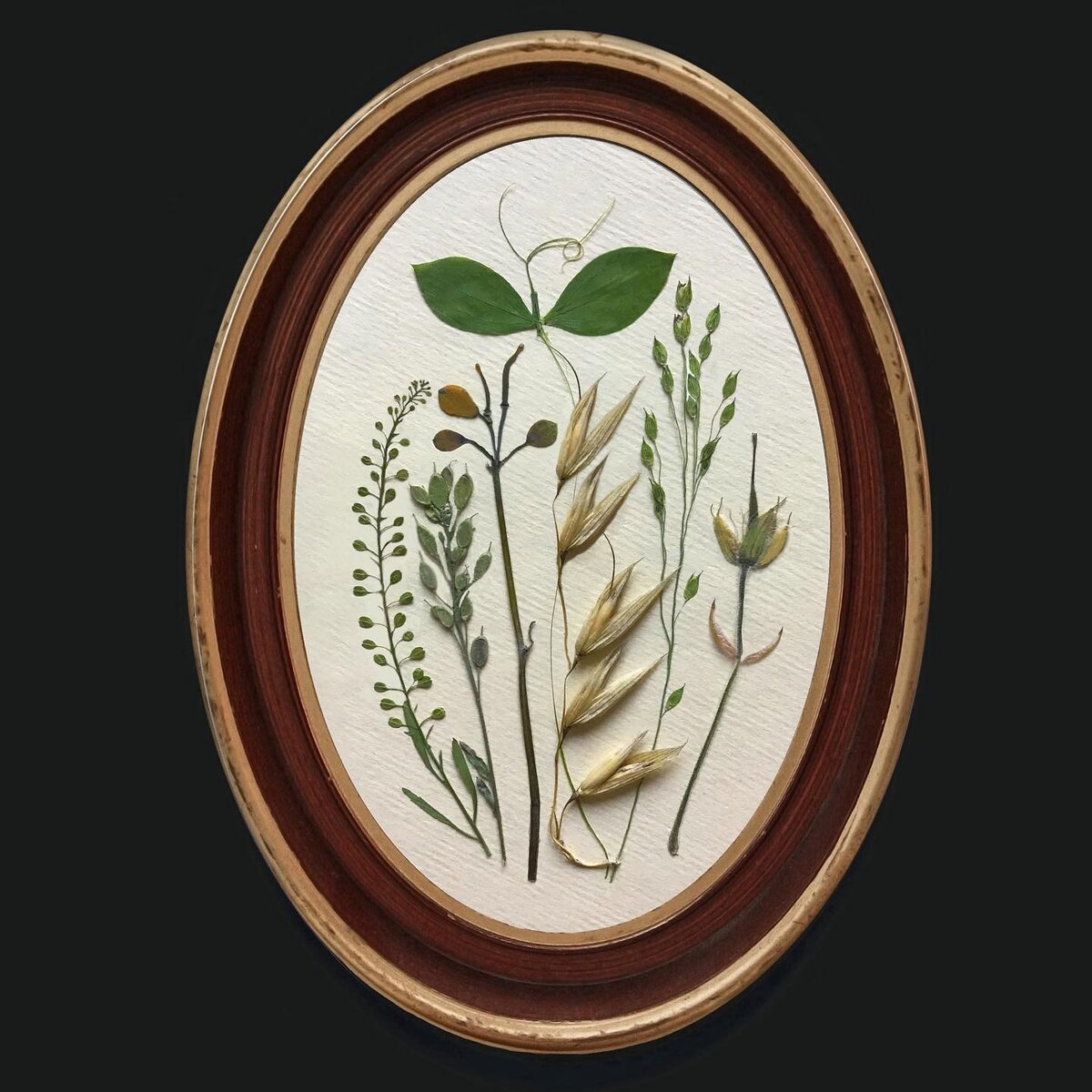 Гербарная композиция. Автор Ирина Шаврина (Философия Гербария)