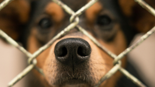 При этом пожилые и больные собаки зачастую спокойнее, тише и без особых проблем вписываются в новую семью. 