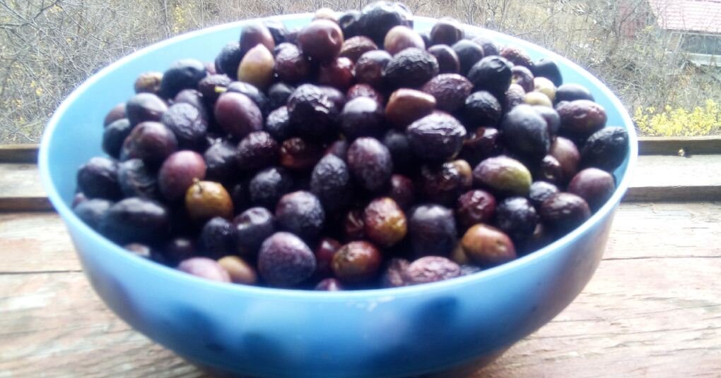 На фото маслины, собранные с дерева в Симеизе. Есть черные, есть еще зеленоватые, перед приготовлением их нужно рассортировать