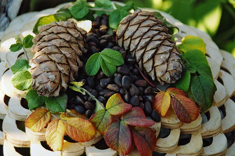Натюрморт с кедровыми шишками и орехами. Фото: Бэла Зиф, Wikimedia Commons