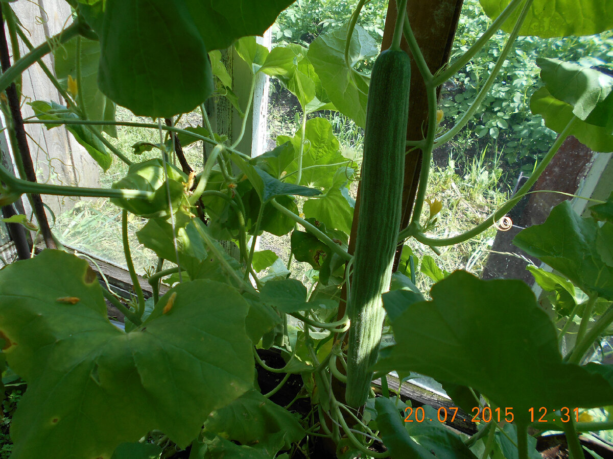 Богатырь зелёный. 