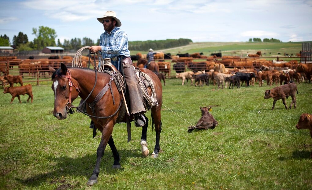 Управляющему ранчо в Альберте Джо Энгельхарту уже много лет не приходилось стрелять в волка. Он находит способы избежать убийства хищников, которые по-прежнему защищают скот, за которым он наблюдает.
