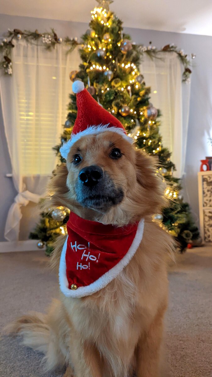 Источник: https://www.reddit.com/r/dogpictures/comments/rep3d3/our_5_year_old_rescue_sam_looking_forward_to