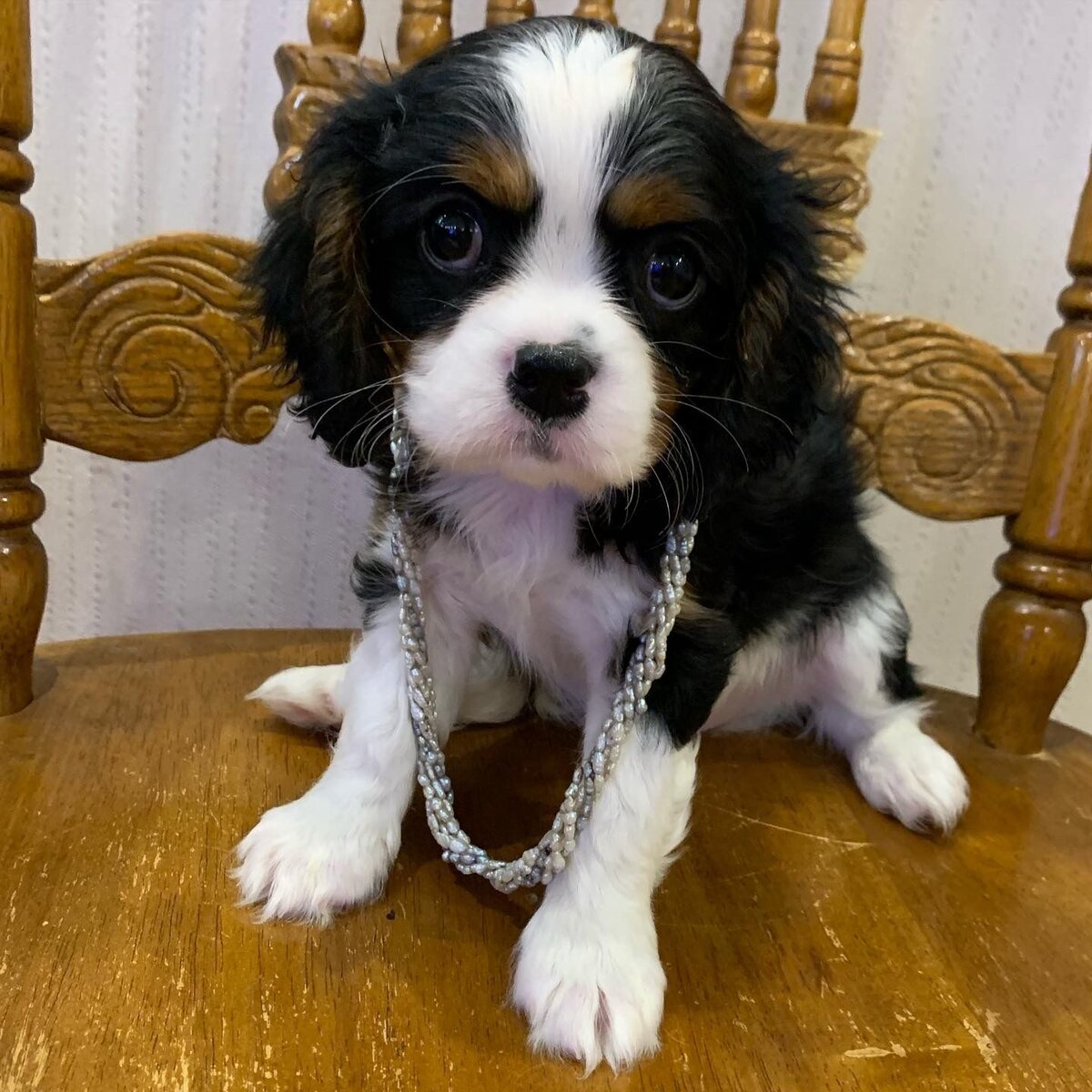 Щенок Кавалер Кинг Чарльз Спаниель окраса триколор Albarella Ruso Lady