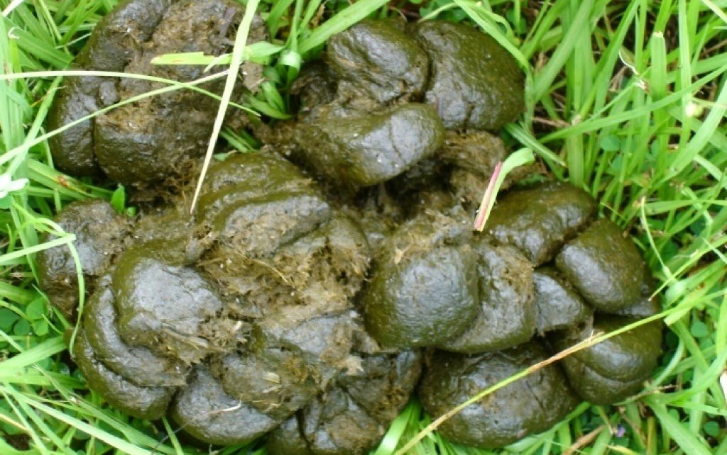 Свежий конский навоз