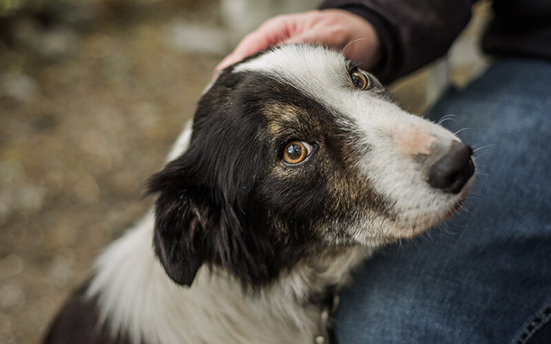 Было непросто. От прихода в парк и до того момента, когда мы взяли щенка на поводок, прошло порядка часа. Фото Adri/iStock