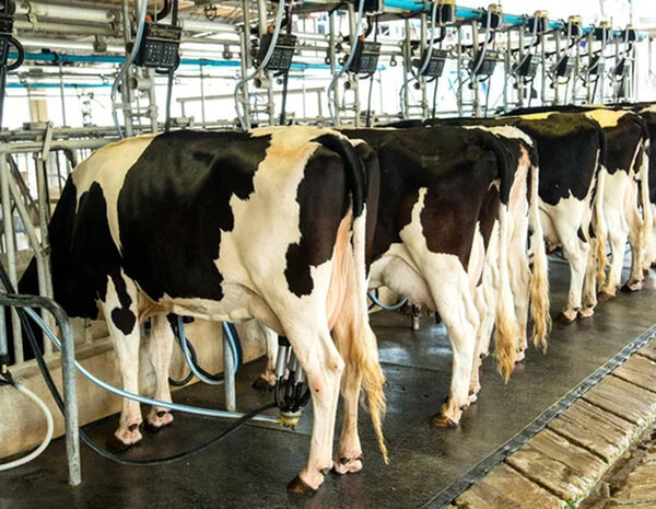 Даёшь молоко под музыку. Фото https://ru.depositphotos.com/