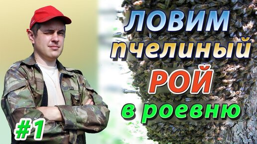 Сбор пчелиного роя в роевню и посадка роя в улей. Естественное роение. Начинающим пчеловодам.