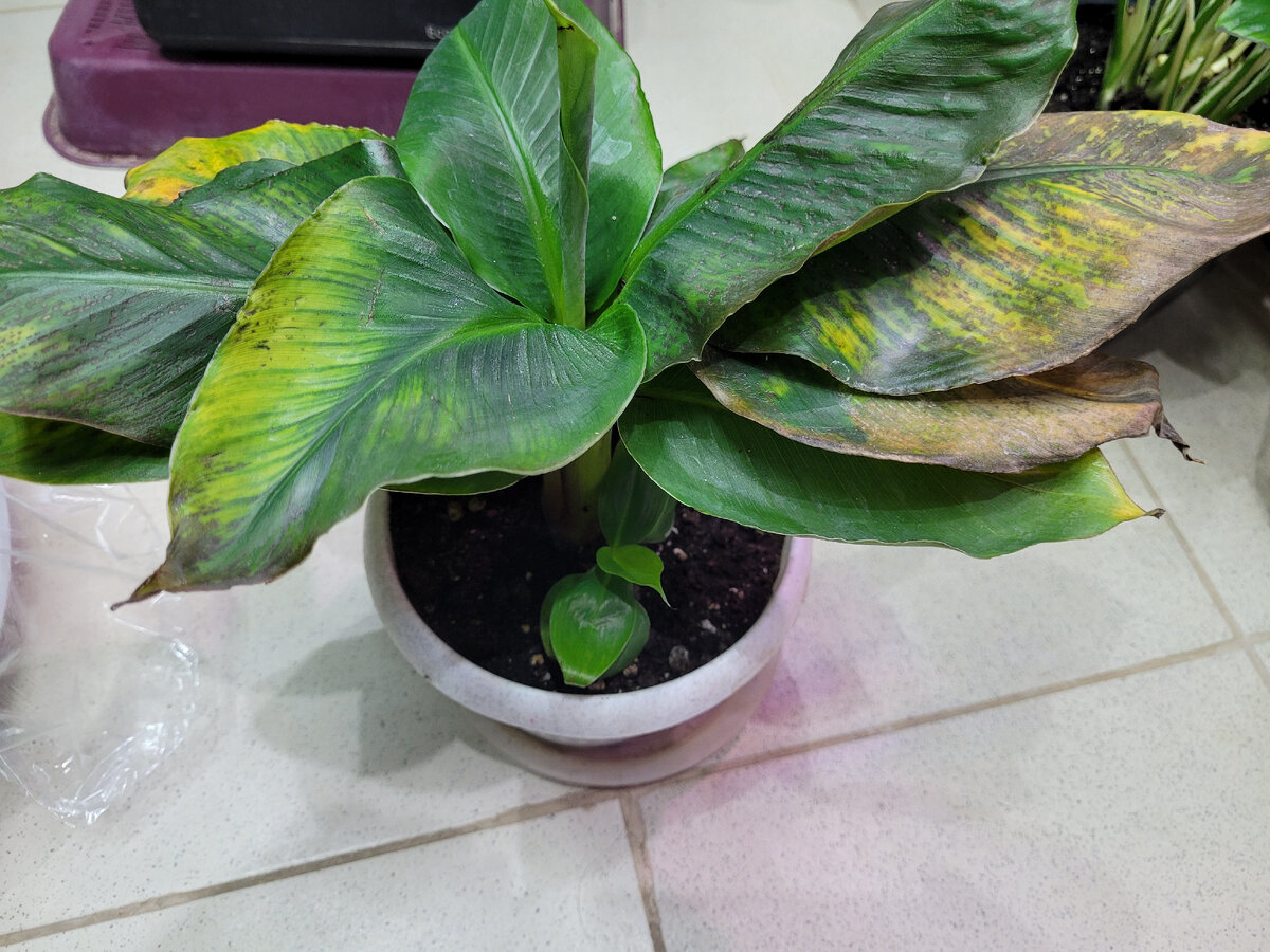 Именно так выглядит обмороженное растение. Кстати, признаки обморожения не всегда появляются в первые сутки