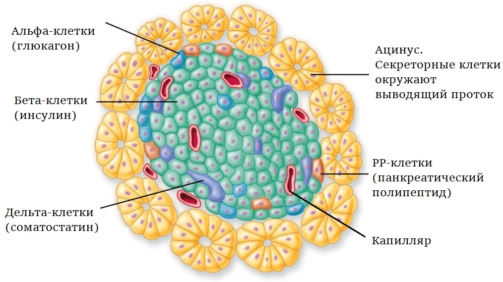 Строение поджелудочной железы островки Лангерганса. Клетки островков Лангерганса поджелудочной железы. Бета клетки островков Лангерганса. Альфа клетки островков Лангерганса функция.