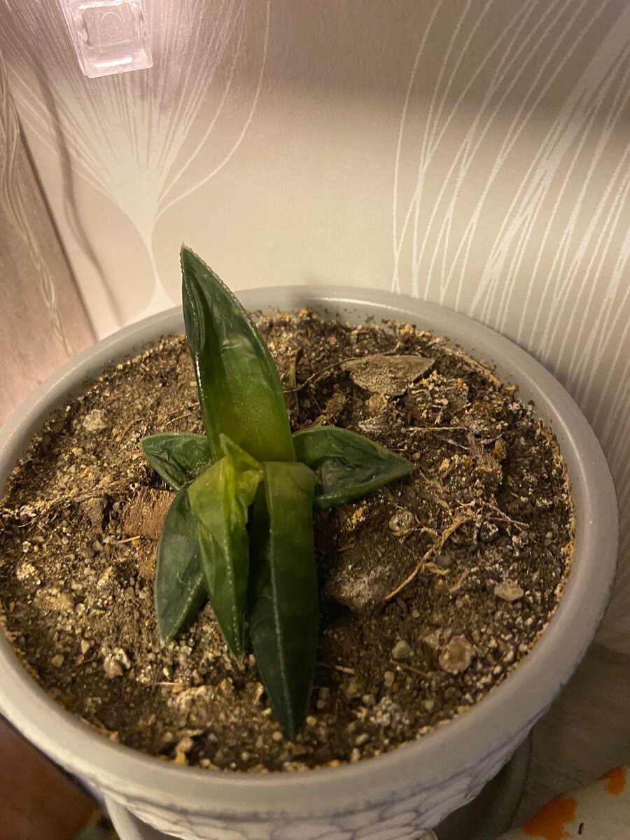 погиб смертью храбрых