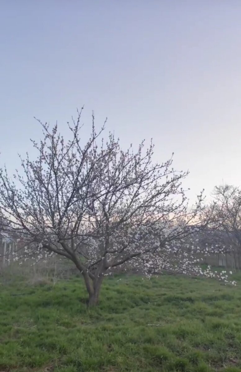 Соседний участок. Раньше за ним смотрели, теперь тоже зарос. 