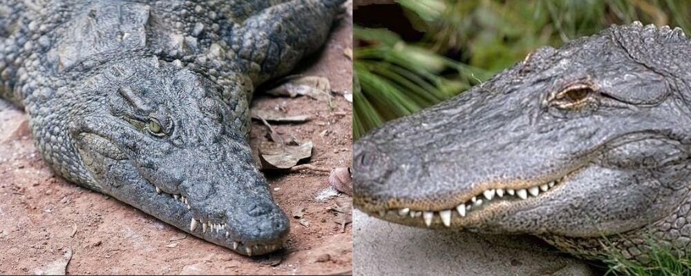 Крокодил слева, аллигатор справа