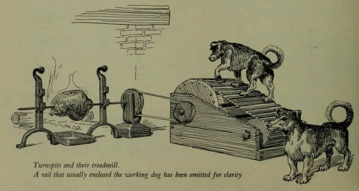 Рассказ вертело. Вертельная собака (Turnspit Dog).