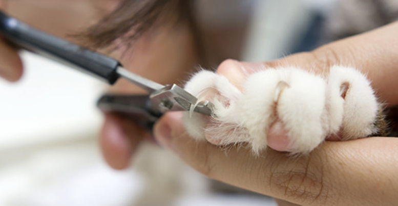 Кошка в доме – словно маленький ребенок, требующий внимания и ухода. Владельцу пушистого друга приходится регулярно проводить процедуры по уходу за шерстью животного, чистку ушей и обрезание острых когтей. Впрочем, срезать их не обязательно, но если исключить необходимость проведения такой процедуры, может серьезно пострадать имущество.

У котов хорошо развит природный инстинкт по обтачиванию когтей о разные поверхности. Если дворовые питомцы используют для этой цели кору деревьев, то домашние кошки с удовольствием обчесывают острые когти об мягкую обшивку мебели, ковер или стенку с обоями.

Чтобы исключить порчу имущества в доме, можно приобрести специальный аксессуар для аккуратного срезания кошачьих когтей – когтерезку. В статье мы рассмотрим, разновидности когтерезок, как ими пользоваться и какую выбрать для своего питомца.