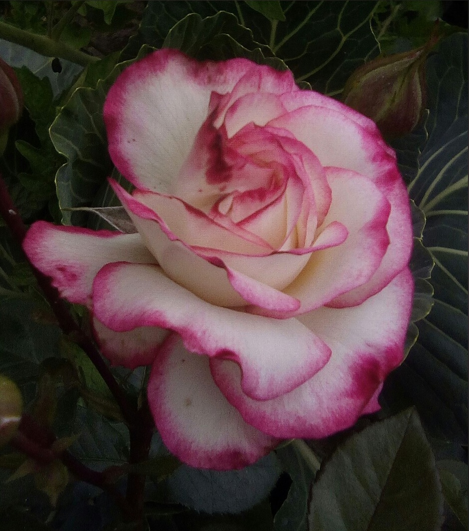 фото Стихи Поэта роза