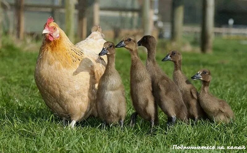 Из открытых источников