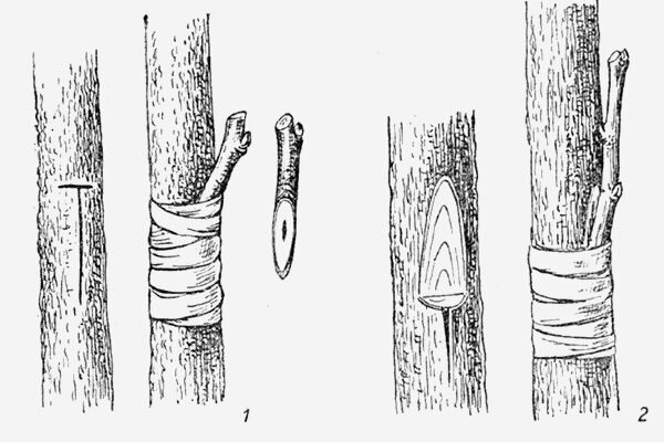 Прививка груши весной для начинающих инструкция. Прививка груши на грушу весной. Самый правильный способ прививка за кору. Прививка за кору в торец. Прививка груши голландским методом.