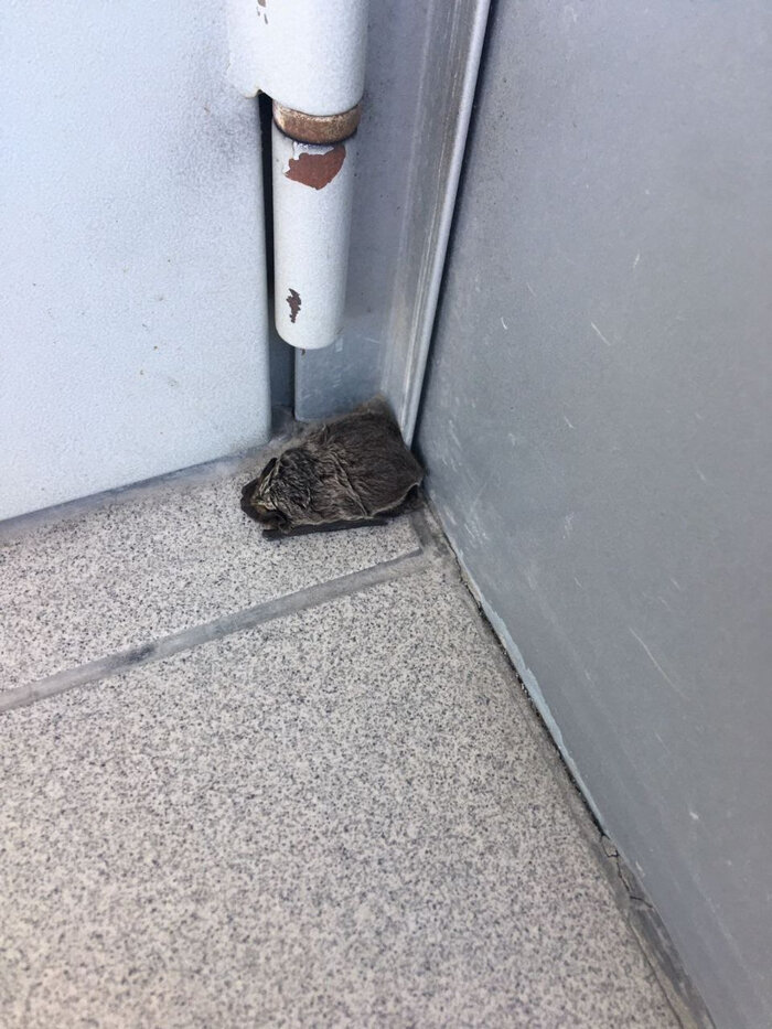 мышиная норка. мышка песчанка декоративная. открытки о зиме,кому жарко. под каждой крышей свои мыши. в каждом домике свои гномики.