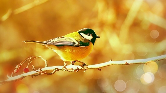Изображение из открытого источника. Pixabay