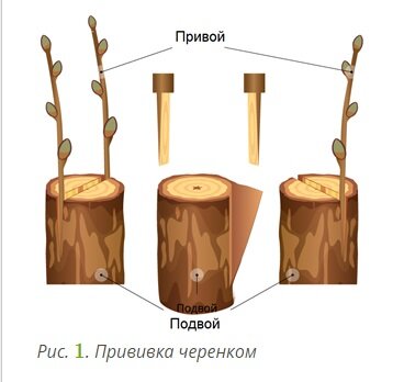 Что такое меристемное размножение?