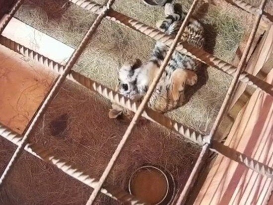     Тигренок, спасенный в ЕАО, идет на поправку ФОТО: Скриншот с видео