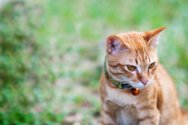 КОШКА ОГЛОХЛА. ПОТЕРЯ СЛУХА У КОТА