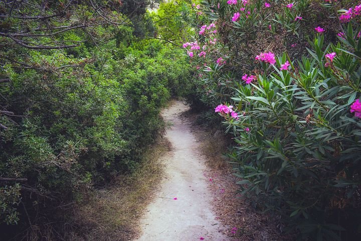 Фото: pixabay.com