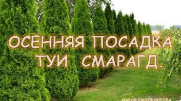 Осенняя посадка туи Смарагд .Подготовка к зиме.