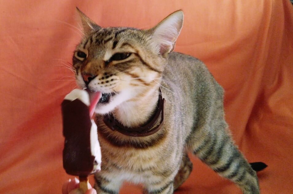  Всем привет, сегодня хочу написать небольшую статью о том, почему нельзя кормить котиков сладким. И какие болезни могут возникнуть из-за сладкого.

Кошки не чувствуют вкус сладкого. Почему?