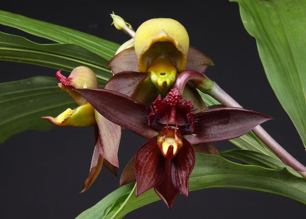 Орхидея балерина Caladenia melanema