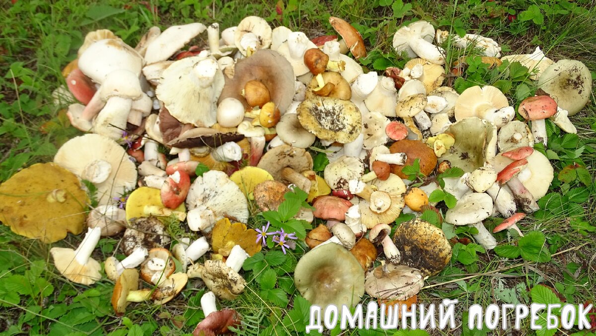 Лесные грибы