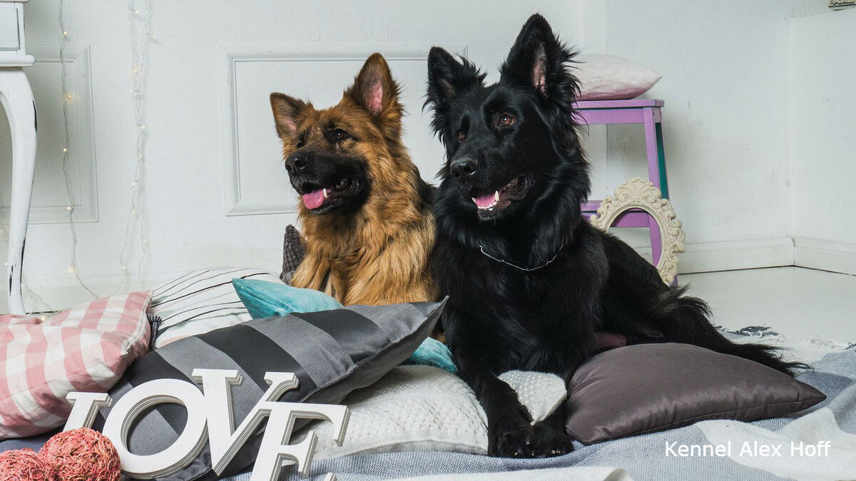 Фото любезно предоставлено питомником Alex Hoff