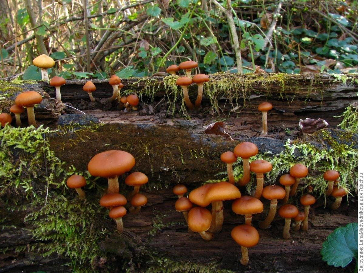 Галерина окаймлённая (ядовитые грибы) 