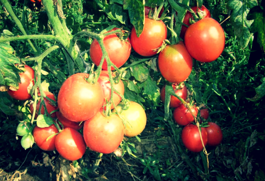 Не все томаты хороши.