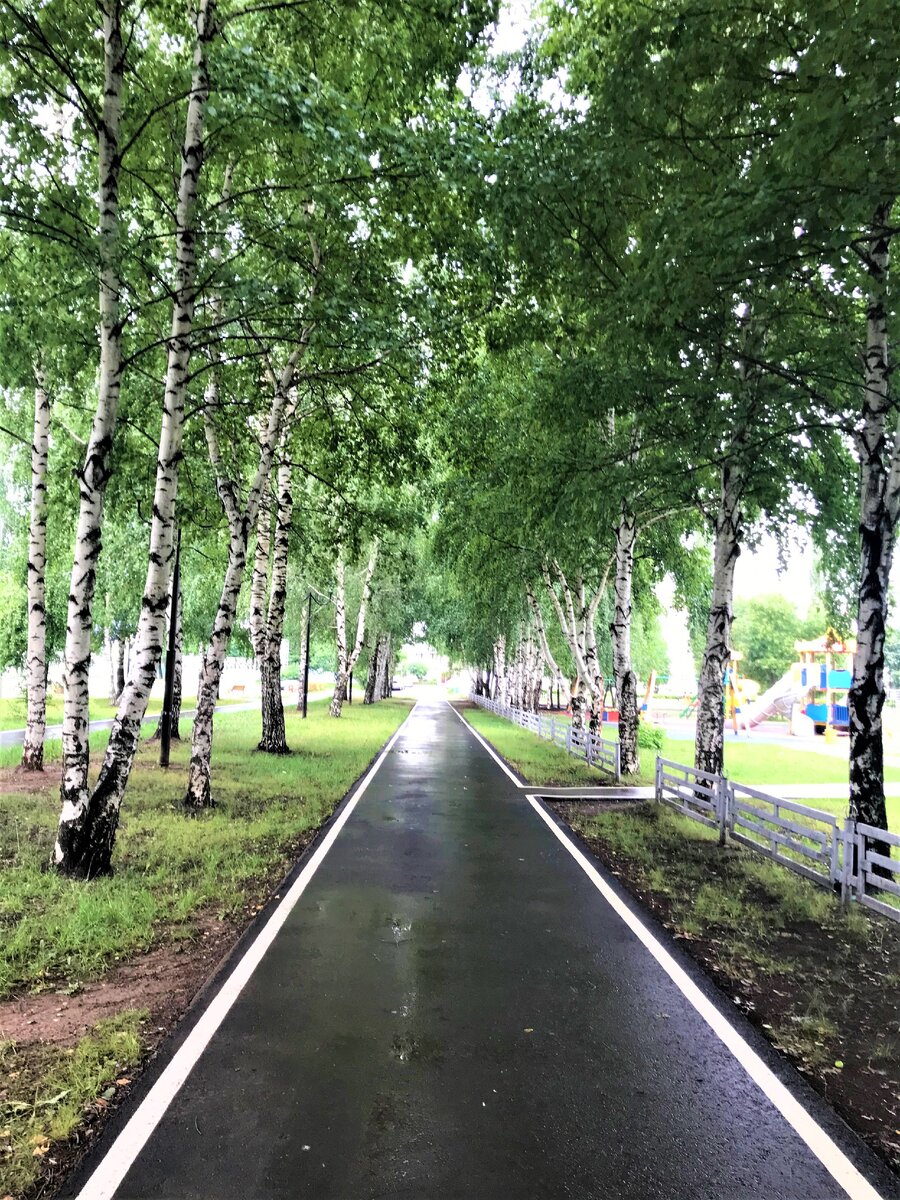 Москва березовая аллея
