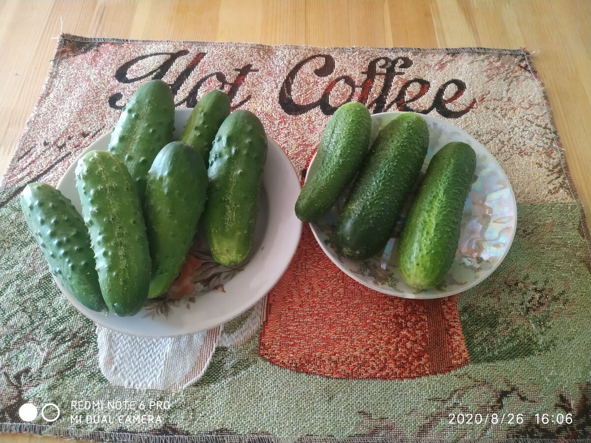 два вида огурцов