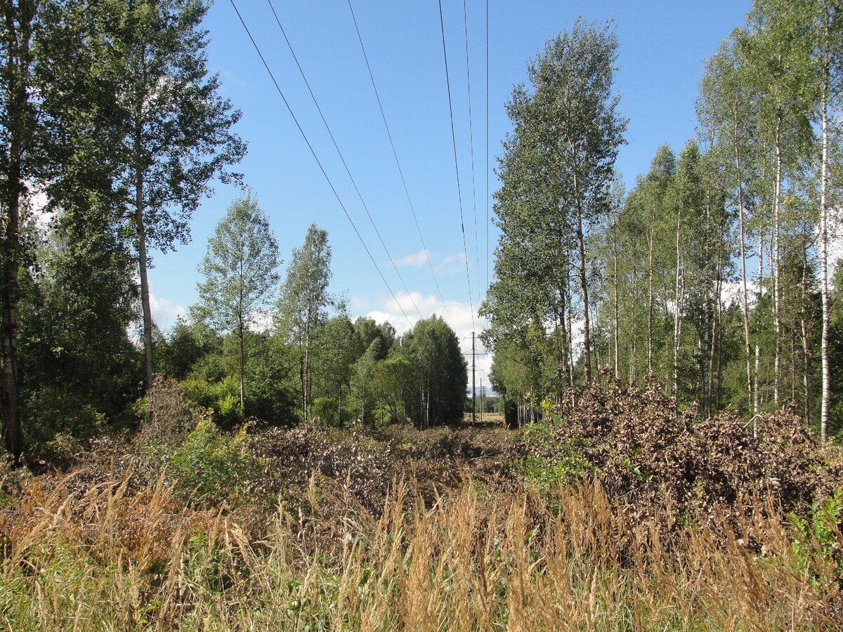 А вот просека - это всегда хорошо! Грибницы оживут !