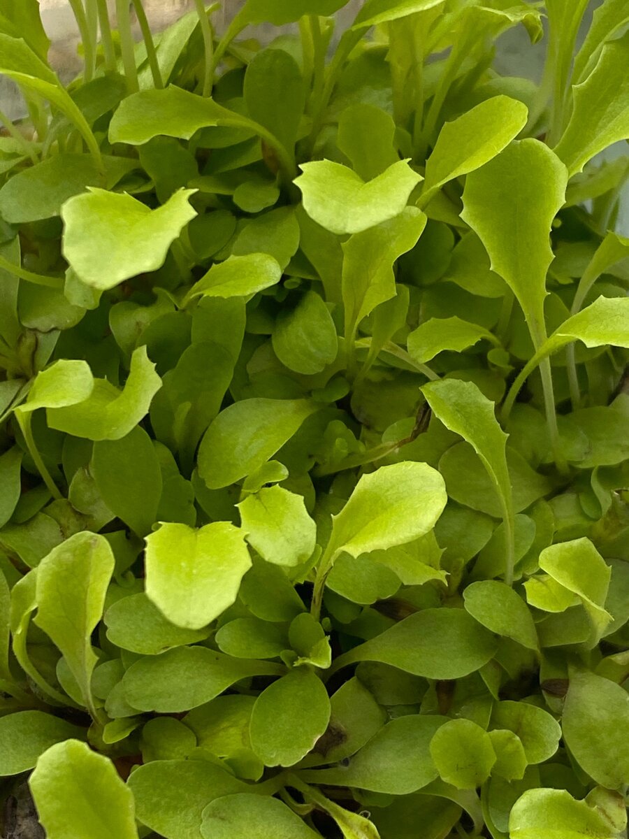 Микрозелень «салат» 