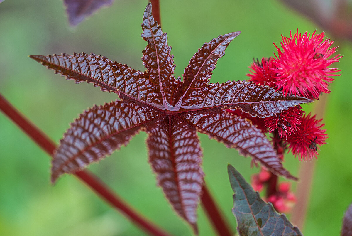 Planta rossa. Клещевина обыкновенная. Клещевина камбоджийская. Клещевина Гибсона. Клещевина обыкновенная ядовитое.