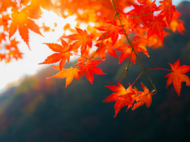 составляю прогнозы на любой период