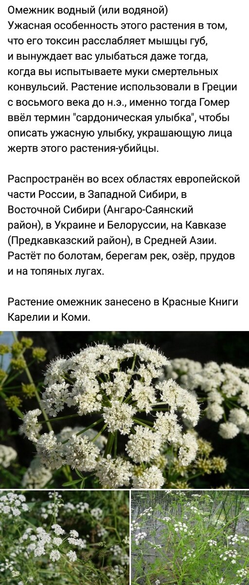 Смертельно опасные цветы описание как они выглядят Ядовитые растения картинки фото