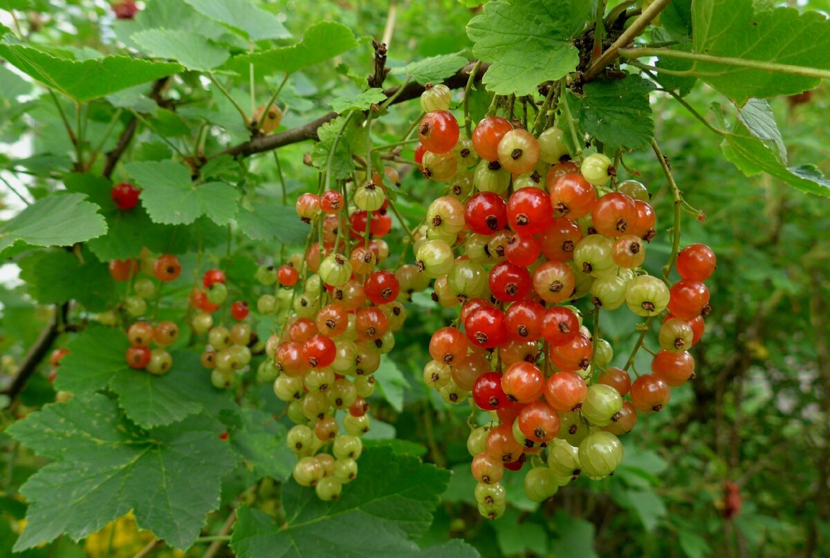 Смородина. Фото автора.