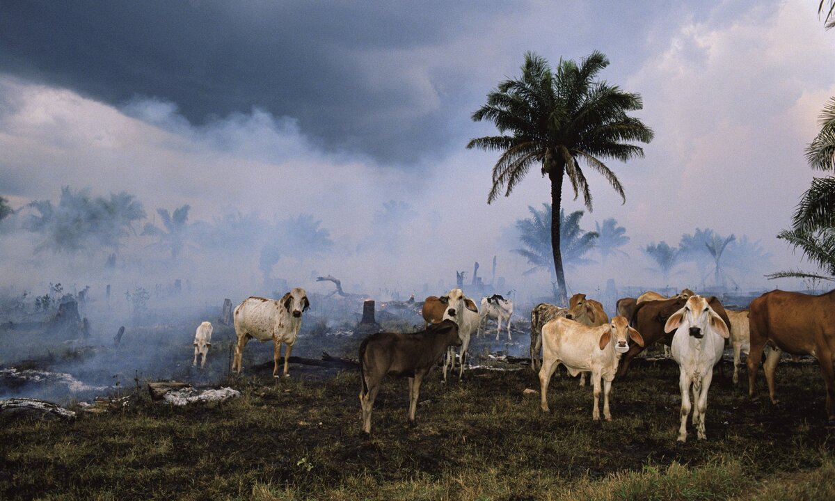 Экология животноводства. Загрязнение воздуха животные. Окружающая среда животноводство. Какие животные в атмосфере