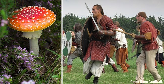 Картинка с сайта: https://naturguide.dk/hvorfor-hedder-det-en-fluesvamp/