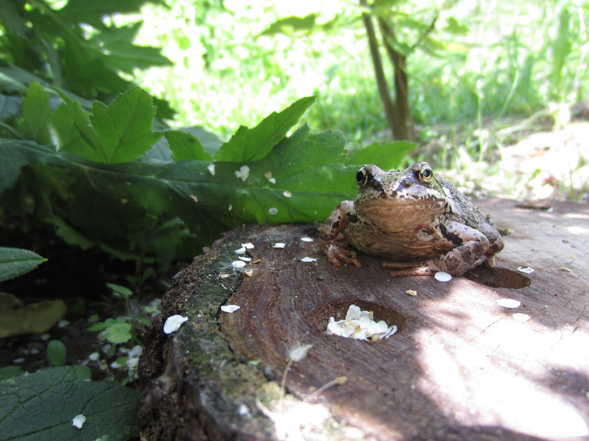 Лягушка сидит на том самом облепиховом пне. Видите отверстия? Туда мы заливали гербицид. После обработки прошло несколько лет, о поросли мы давно забыли!