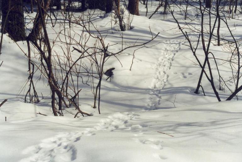 Заячьи петли из нихромовой проволоки
