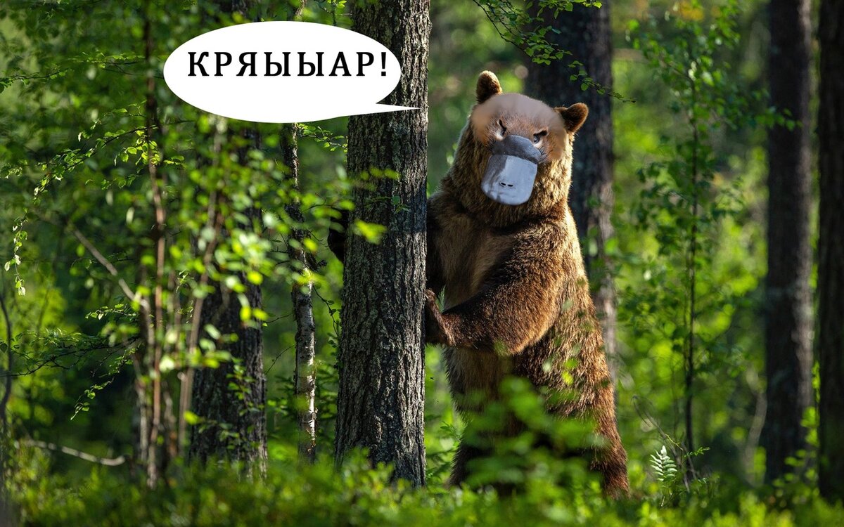                                             Утконосомедведь (лат. inoplaneticus experimenticus) 