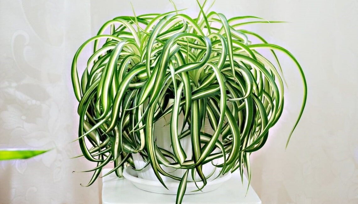 Источник изображения https://stroy-podskazka.ru/hlorofitum/kudryavyj/